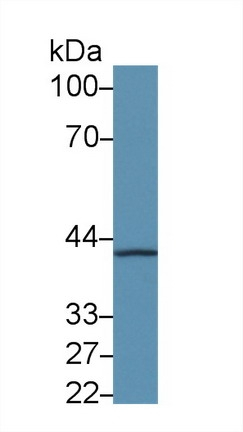 HAP40 Antibody in Western Blot (WB)