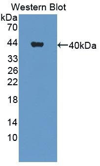 CHL1 Antibody in Western Blot (WB)