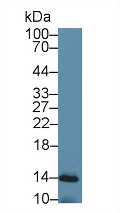 Cytochrome C Antibody in Western Blot (WB)