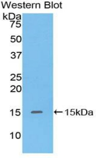 Defensin 5 Antibody in Western Blot (WB)