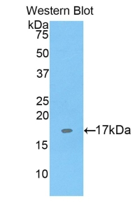 CD169 Antibody in Western Blot (WB)