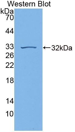 GBP7 Antibody in Western Blot (WB)