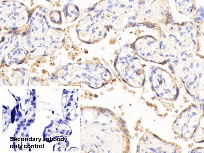 ERp57 Antibody in Immunohistochemistry (Paraffin) (IHC (P))