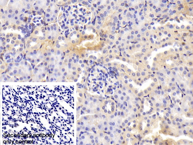 Transferrin Antibody in Immunohistochemistry (Paraffin) (IHC (P))