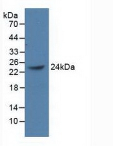 BMI-1 Antibody in Western Blot (WB)