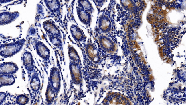 EPB41 Antibody in Immunohistochemistry (Paraffin) (IHC (P))