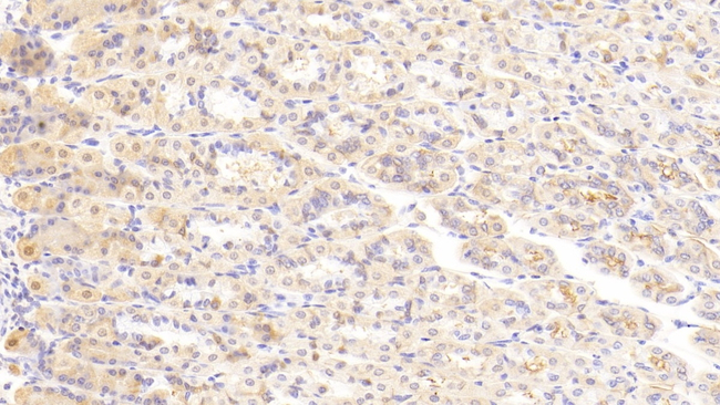 Laminin alpha-2 Antibody in Immunohistochemistry (Paraffin) (IHC (P))