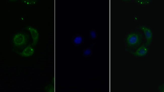 GP130 Antibody in Immunocytochemistry (ICC/IF)