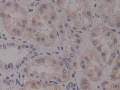 NTN4 Antibody in Immunohistochemistry (Paraffin) (IHC (P))