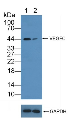 VEGFC Antibody in Western Blot (WB)