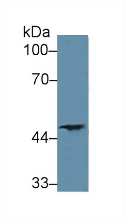 PTGER2 Antibody in Western Blot (WB)