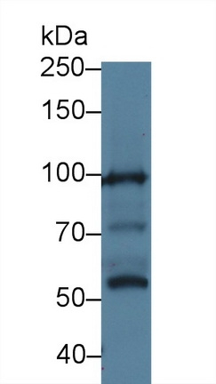 MYO1G Antibody in Western Blot (WB)
