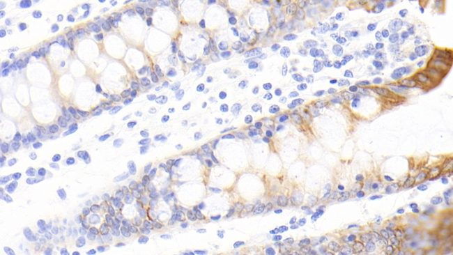 FAM5C Antibody in Immunohistochemistry (Paraffin) (IHC (P))