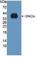 C1QTNF9 Antibody in Western Blot (WB)