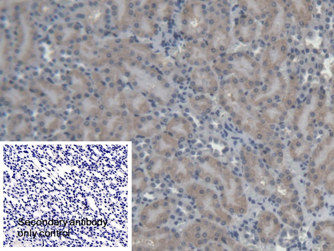 EPRS Antibody in Immunohistochemistry (Paraffin) (IHC (P))