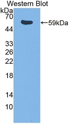 ITK Antibody in Western Blot (WB)