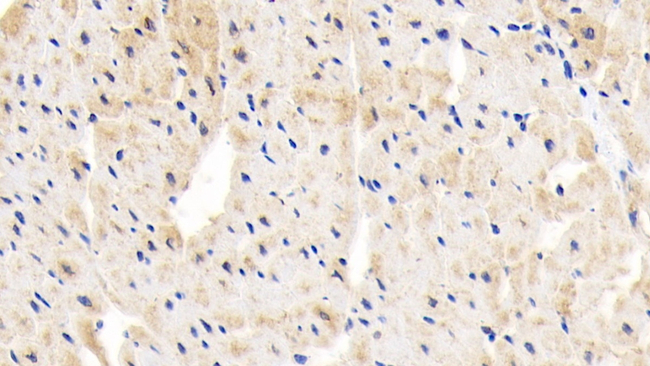 PLCL1 Antibody in Immunohistochemistry (Paraffin) (IHC (P))