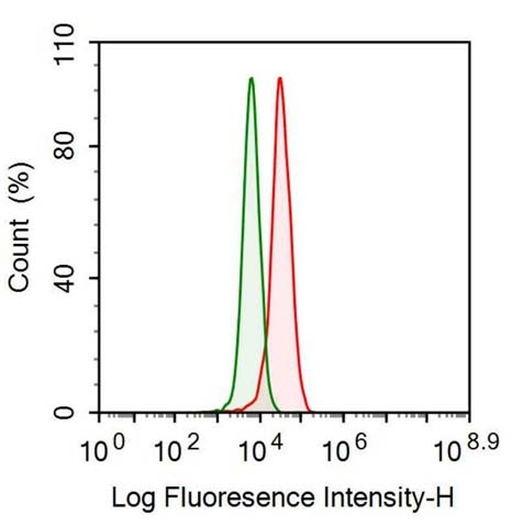 PEX2 Antibody in Immunocytochemistry (ICC/IF)