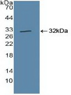 Cullin 1 Antibody in Western Blot (WB)