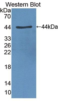 CLOCK Antibody in Western Blot (WB)