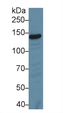 XPC Antibody in Western Blot (WB)