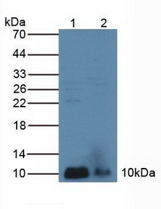 PLA2G2A Antibody in Western Blot (WB)