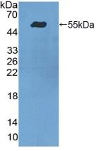 ITGA9 Antibody in Western Blot (WB)