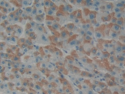 Endothelin 1 Antibody in Immunohistochemistry (Paraffin) (IHC (P))