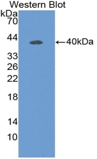 DEFB119 Antibody in Western Blot (WB)