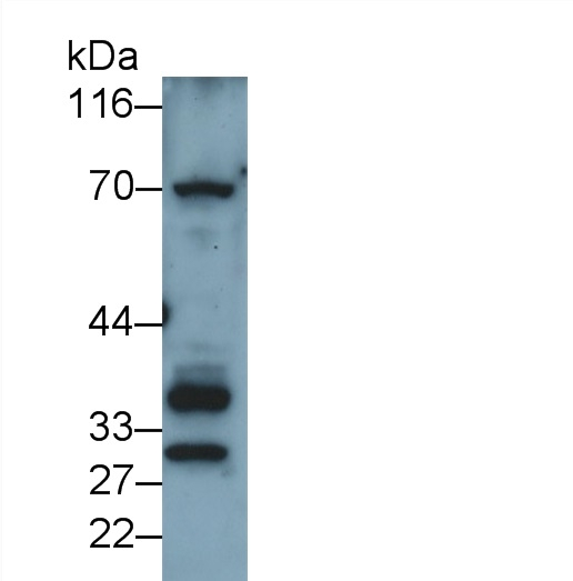 SUMF1 Antibody in Western Blot (WB)