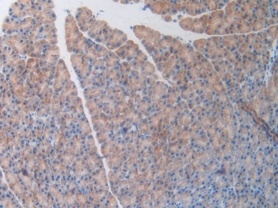 OCEL1 Antibody in Immunohistochemistry (Paraffin) (IHC (P))