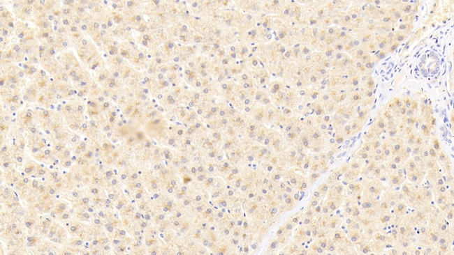ANGPTL6 Antibody in Immunohistochemistry (Paraffin) (IHC (P))