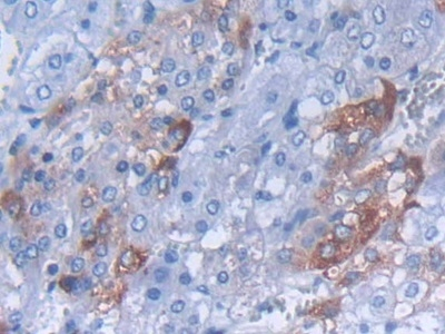 CARTPT Antibody in Immunohistochemistry (Paraffin) (IHC (P))