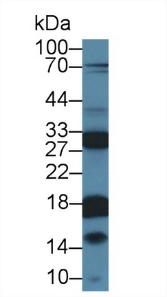 Kallikrein 13 Antibody in Western Blot (WB)
