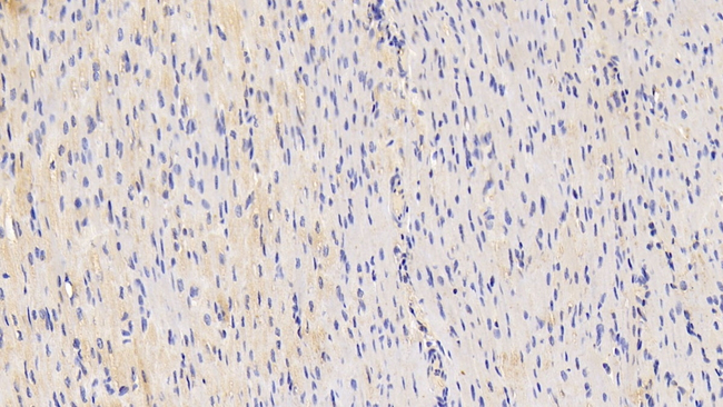 TWEAK Antibody in Immunohistochemistry (Paraffin) (IHC (P))