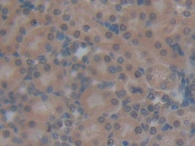 Oncomodulin Antibody in Immunohistochemistry (Paraffin) (IHC (P))