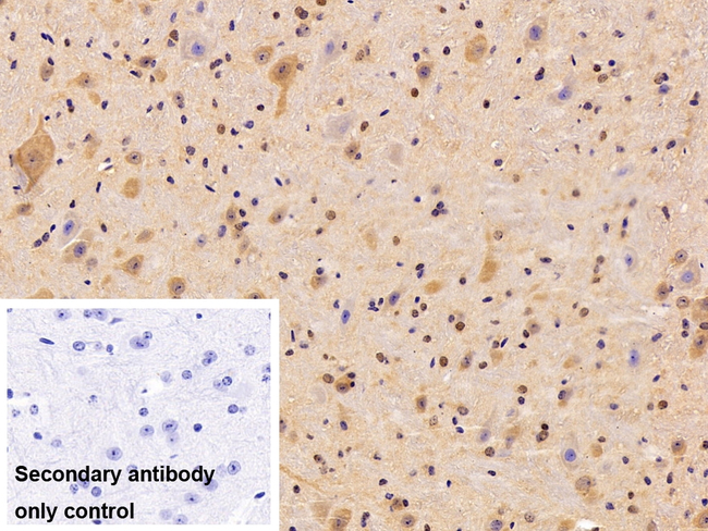 SPIN3 Antibody in Immunohistochemistry (Paraffin) (IHC (P))