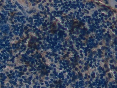 beta-2 Defensin Antibody in Immunohistochemistry (Paraffin) (IHC (P))