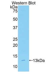 RPRM Antibody in Western Blot (WB)