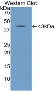CNP Antibody in Western Blot (WB)