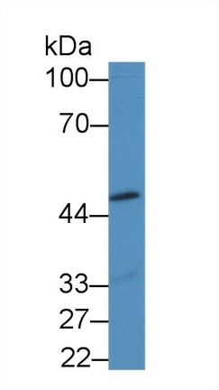 GDF7 Antibody in Western Blot (WB)