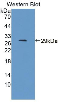 Kallikrein 12 Antibody in Western Blot (WB)
