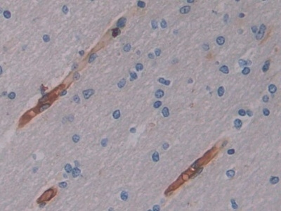 Cytohesin 2 Antibody in Immunohistochemistry (Paraffin) (IHC (P))