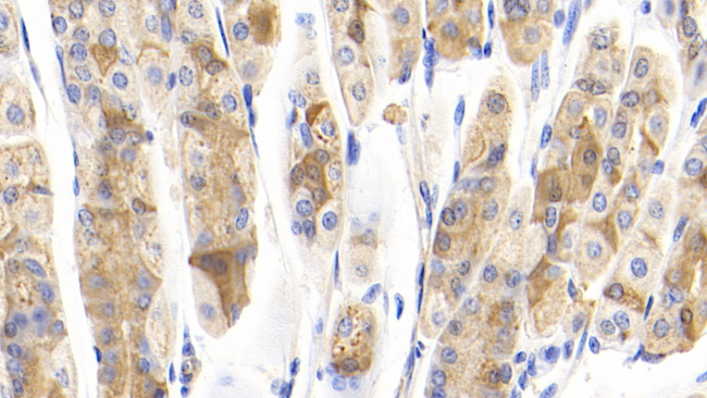 IFNA7 Antibody in Immunohistochemistry (Paraffin) (IHC (P))