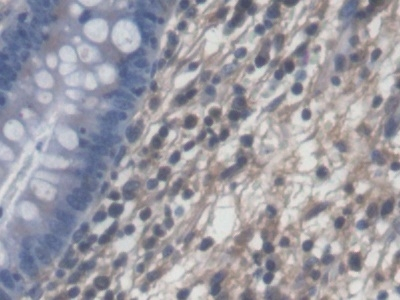PLP2 Antibody in Immunohistochemistry (Paraffin) (IHC (P))
