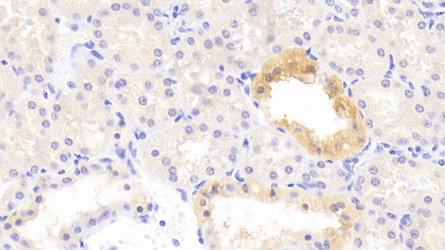 SLC12A6 Antibody in Immunohistochemistry (Paraffin) (IHC (P))