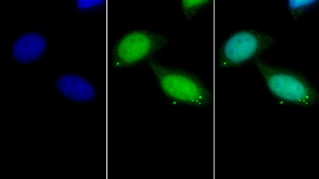 HMG4 Antibody in Immunocytochemistry (ICC/IF)