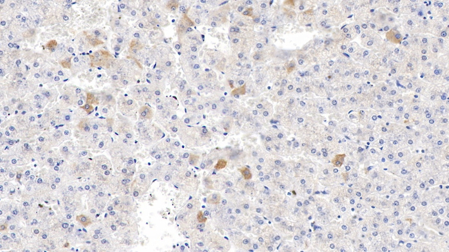 Endothelin 2 Antibody in Immunohistochemistry (Paraffin) (IHC (P))
