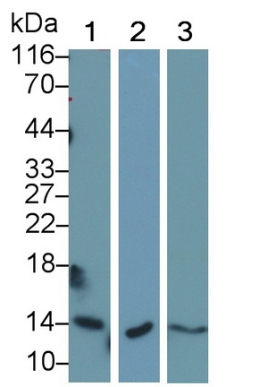Cystatin A Antibody in Western Blot (WB)