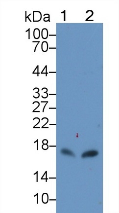 CXCL15 Antibody in Western Blot (WB)